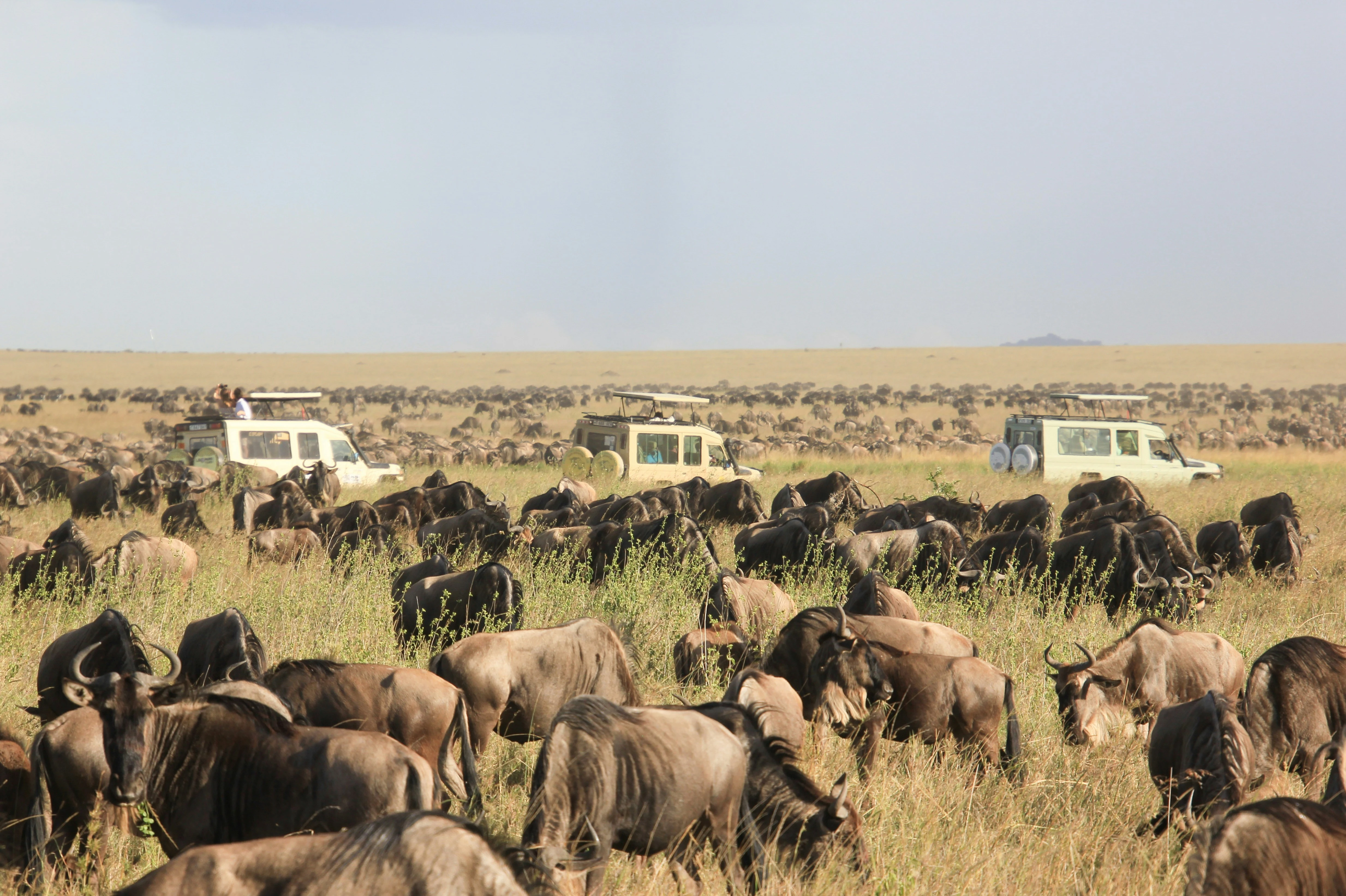 Safari